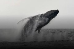 比特派官网最新APP|2024年「鲸鱼」们都买入了多少BTC？